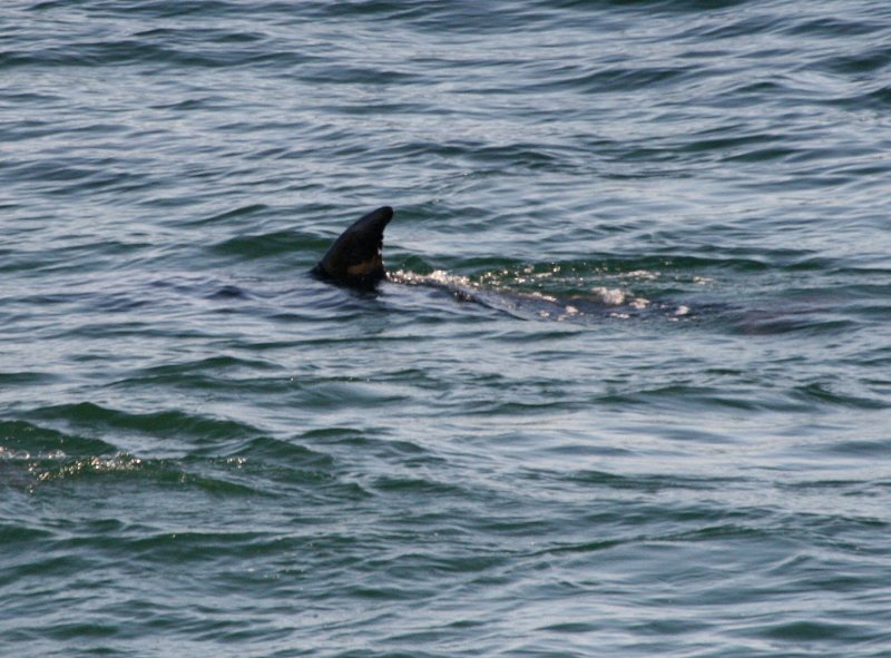 Dolphin @ Laguna Beach IMG_6256.JPG