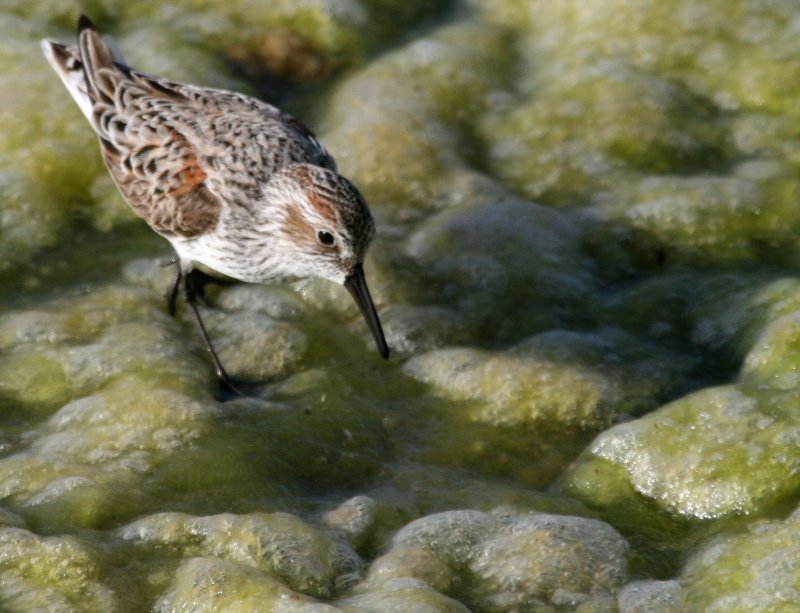 Western Sandpiper  Bolsa Chica IMG_6456.JPG