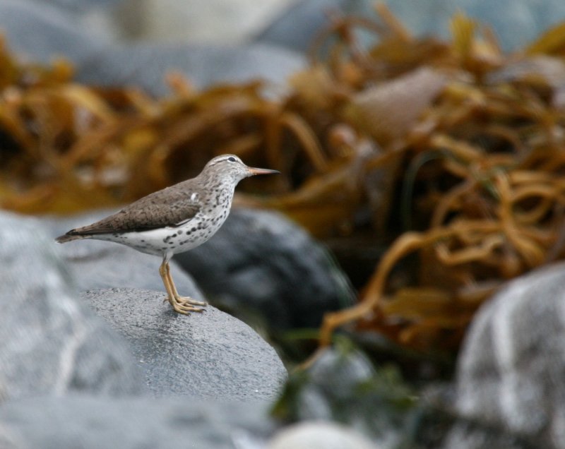 Spotted Sandpiper  Dana Point IMG_6934.JPG