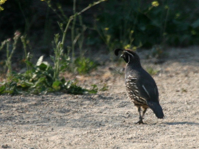 Cal Quail  Top of the World IMG_7126.JPG