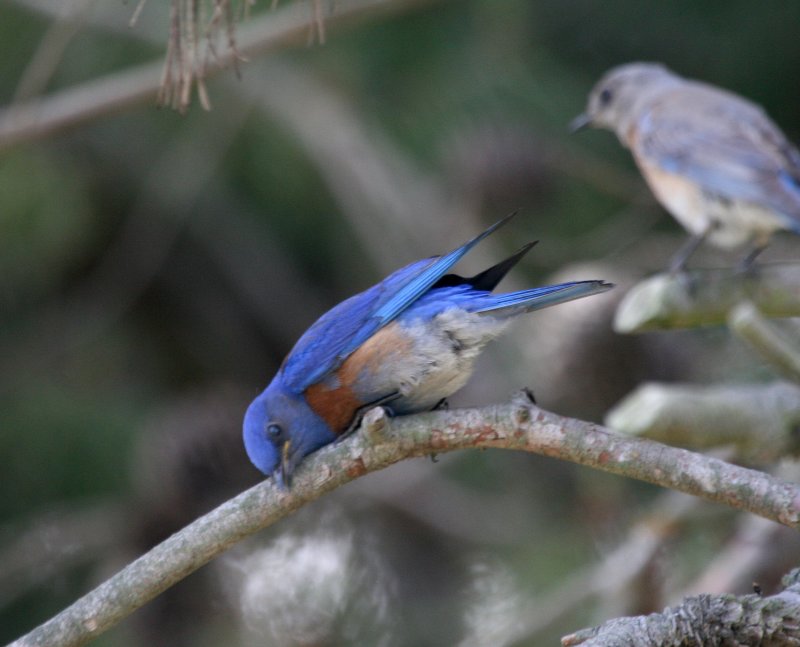 Western Bluebird  Central Park Hunington Beach IMG_6956.JPG