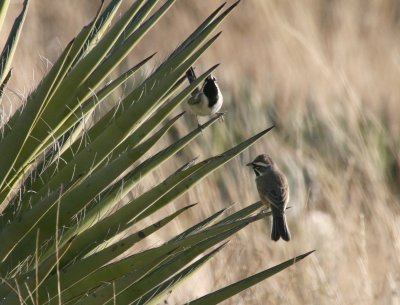 Black-Throated Sparrows IMG_5180.jpg