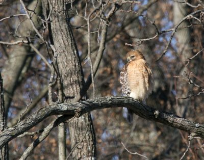 Red-Shouldered Hawk Font Hill park IMG_5321.JPG