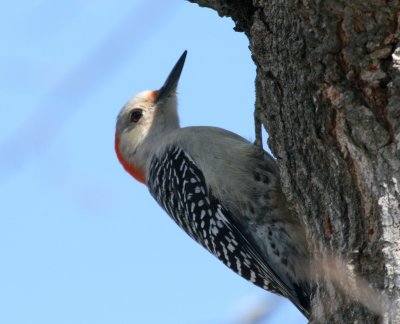 Red-Bellied WP  I  Gs IMG_5781.JPG