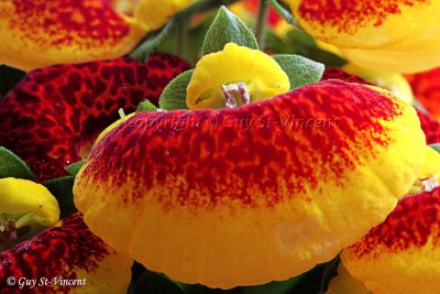 Calceolaria II