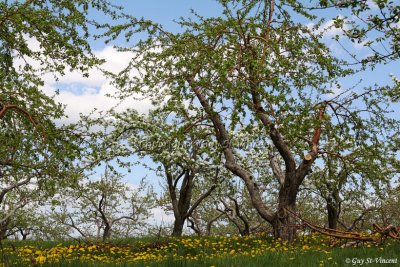 Apple Trees and Dandelions