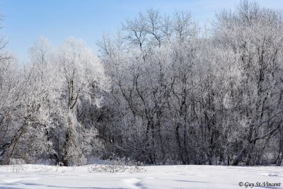 Frosted Trees II