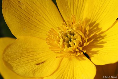 Marsh Marigold