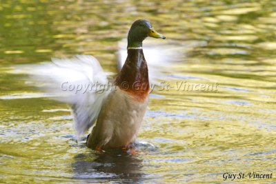 Angel Duck