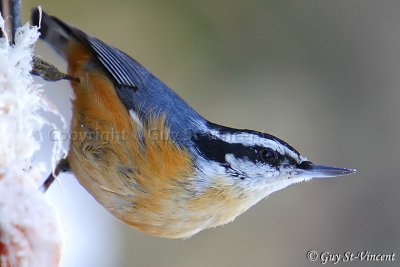 red-breasted nuthatched