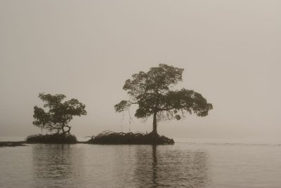 Two Mangroves in the Fog