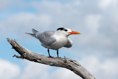 Royal Tern