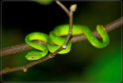 Borneo28.jpg