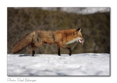 Renard - Fox