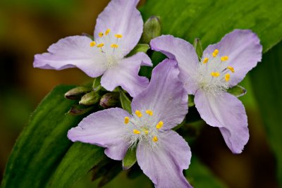 Arkansas Spiderwort
