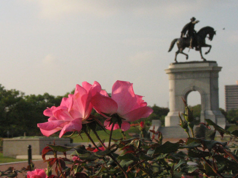 Roses in the park