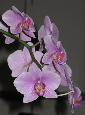 pink orchid2.jpg