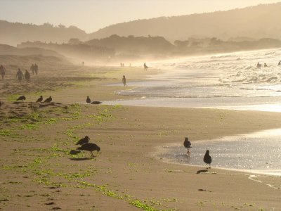 Beach at Monterey