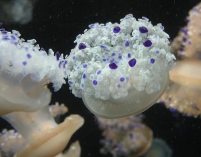 Monterey Aquarium - Jelly fish