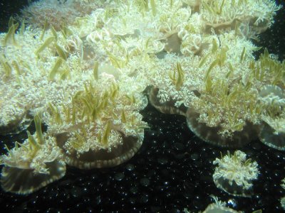 Monterey Aquarium - Jelly fish