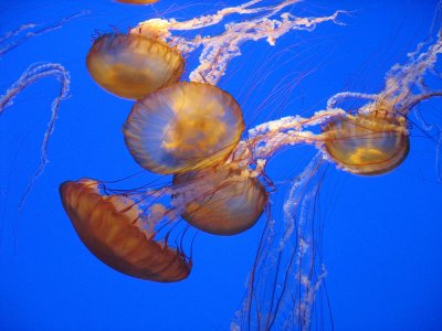 Monterey Aquarium - Jelly fish