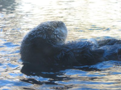 Monterey Aquarium otter