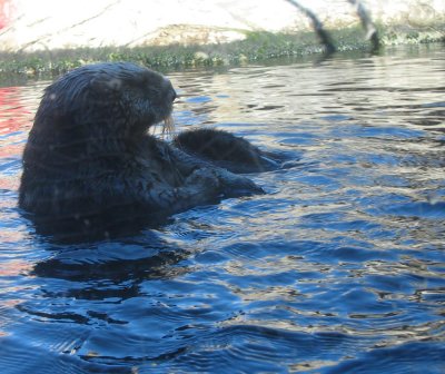 Monterey Aquarium otter