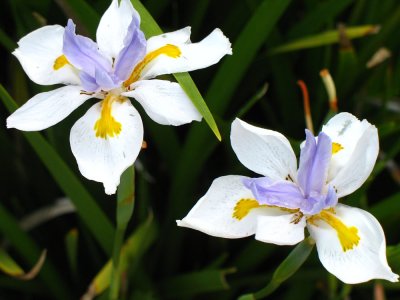 Butterfly Iris (California)