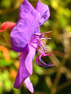 Purple flower