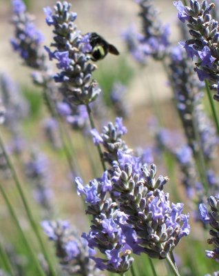 Lavender (California)