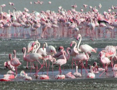 Flamingos enjoying the lake