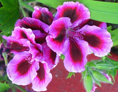 Geranium