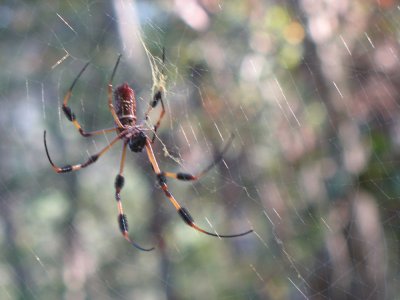 Another spider in Sam Houston State Park