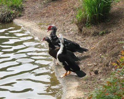 ducks.jpg