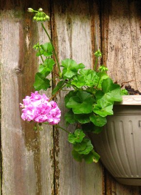 ivygeranium.jpg