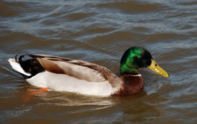 Mallard duck