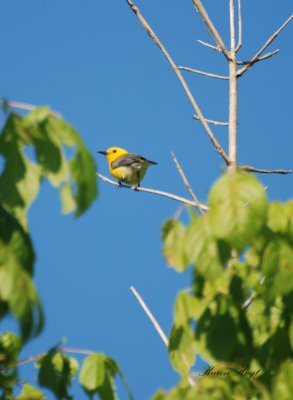 prothonotary Warbler