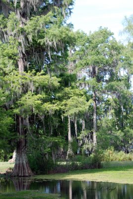 Cypress Trees with spanish moss
