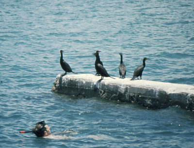 Snorkling on first drive to Key West, July 1973
