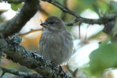 Grönfink/Greenfinch