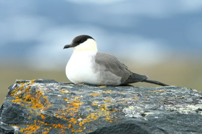 Fjllabb/Long-tailed Skua