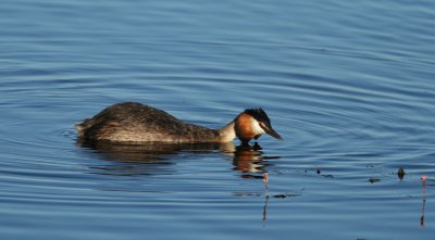Skggdopping/Great crested Grebe