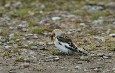 Snsparv/Snow Bunting