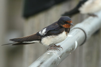 Ladusvala/Barn Swallow
