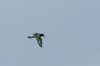 Strandskata/Oystercatcher