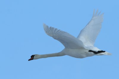 Knölsvan/Mute Swan
