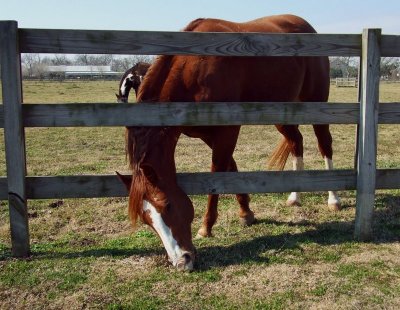 Is There Greener Grass on the Other Side of the Fence?