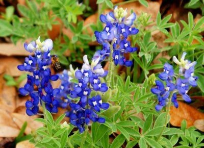Bluebonnets