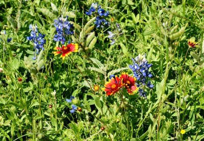 Bluebonnets and  Indian Blankets