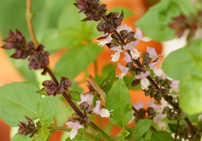 My Basil is Flowering